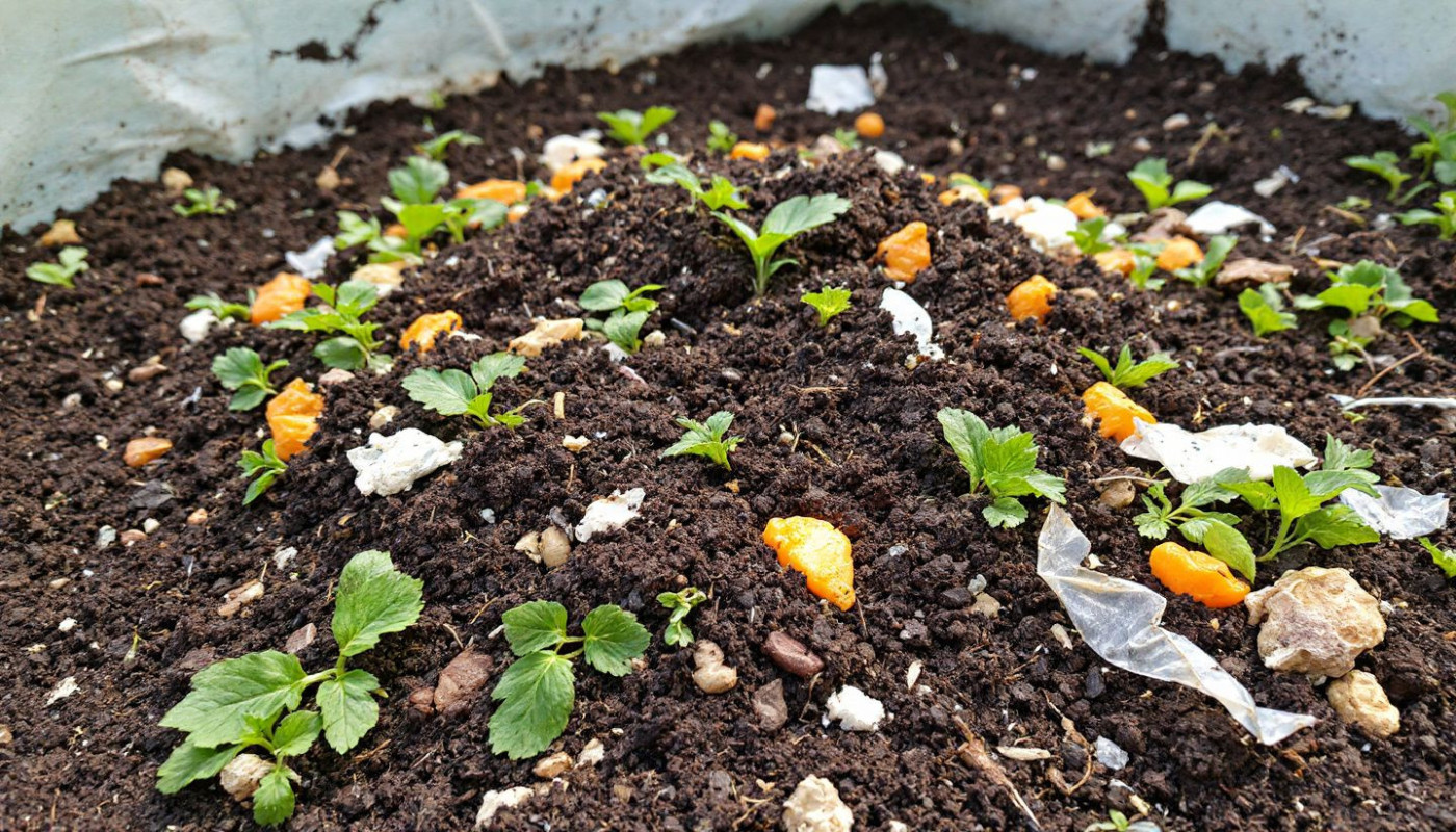 Techniques de compostage domestique pour un jardinage durable et une réduction des déchets